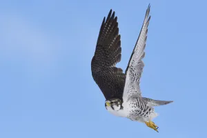 Saker falcon (Falco cherrug milvipes) in flight, Keke Xili, Changtang, Tibetan Plateau Saker falcon (Falco cherrug milvipes) in flight, Keke Xili, Changtang, Tibetan Plateau