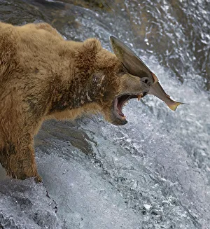 Salmon landing on head of Grizzly bear (Ursus arctos horribilis Salmon landing on head of Grizzly bear (Ursus arctos horribilis