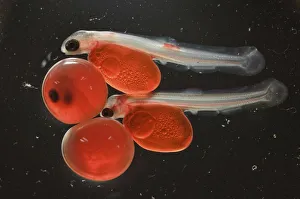 Salmon (Salmonidae) fry with egg case still attached, Lake Kuril, Kamchatka Salmon (Salmonidae) fry with egg case still attached, Lake Kuril, Kamchatka