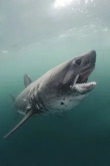 Salmon shark (Lamna ditropis). Port Fidalgo, Alaska, USA. July Salmon shark (Lamna ditropis). Port Fidalgo, Alaska, USA. July