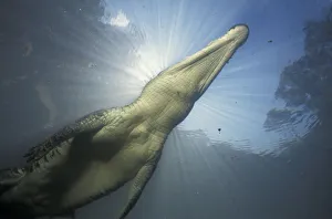Saltwater crocodile underwater {Crocodylus porosus} Kakadu NP, NT, Australia Saltwater crocodile underwater {Crocodylus porosus} Kakadu NP, NT, Australia
