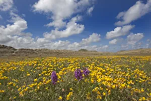 Sand dunes covered in flowering plants including Yellow horned poppy (Glaucium flavum Sand dunes covered in flowering plants including Yellow horned poppy (Glaucium flavum
