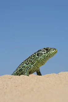 Sand lizard (Lacerta agilis) male, the Netherlands Sand lizard (Lacerta agilis) male, the Netherlands