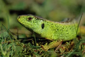 Sand lizard male {Lacerta agilis} Ainsdale NNR, Lancashire, UK Sand lizard male {Lacerta agilis} Ainsdale NNR, Lancashire, UK