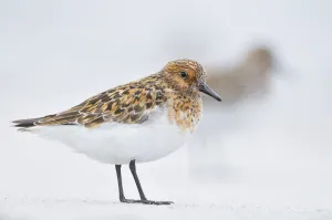 Sanderling (Calidris alba) in breeding plumage, standing on shoreline, Outer Hebrides Sanderling (Calidris alba) in breeding plumage, standing on shoreline, Outer Hebrides