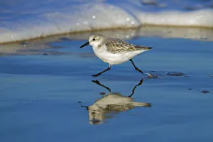 Sanderling (Calidris alba) running along the tide-line, reflected in the mud, Norfolk, England, UK Sanderling (Calidris alba) running along the tide-line, reflected in the mud, Norfolk, England, UK