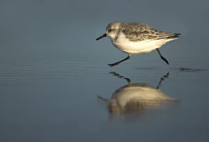 Sanderling (Calidris alba) running on the tideline, Snettisham, Norfolk, December Sanderling (Calidris alba) running on the tideline, Snettisham, Norfolk, December