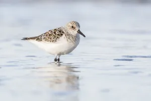 Sanderling (Calidris alba) standing in shallow water, Nova Scotia, Canada, May Sanderling (Calidris alba) standing in shallow water, Nova Scotia, Canada, May