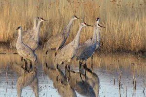Sandhill cranes (Grus canadensis) group in marshland, winter, Bosque del Apache National Sandhill cranes (Grus canadensis) group in marshland, winter, Bosque del Apache National