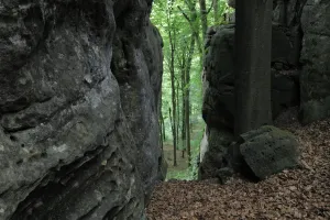 Sandstone formations in forest with Beech trees (Fagus sylvatica) Consdorf, Mullerthal Sandstone formations in forest with Beech trees (Fagus sylvatica) Consdorf, Mullerthal