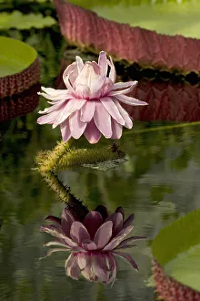 Santa Cruz water lily (Victoria cruziana) flower reflected in pond Santa Cruz water lily (Victoria cruziana) flower reflected in pond