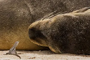 Santa Fe lava lizard (Microlophus albemarlensis) on sand by a resting Galapagos sea lion Santa Fe lava lizard (Microlophus albemarlensis) on sand by a resting Galapagos sea lion