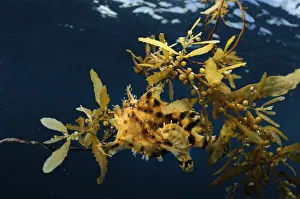 Sargassum fish (Histrio histrio) near the surface on floating Sargassum seaweed Sargassum fish (Histrio histrio) near the surface on floating Sargassum seaweed