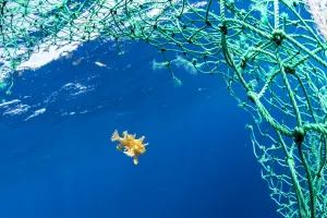 Sargassum fish (Histrio histrio) swimming with discarded fishing net, Dominica Sargassum fish (Histrio histrio) swimming with discarded fishing net, Dominica