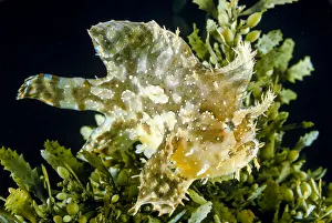 Sargassum fish (Histrio histrio) at the sea surface with floating sargassum weed Sargassum fish (Histrio histrio) at the sea surface with floating sargassum weed