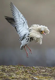 Satellite male Ruff (Philomachus pugnax) in full display at the lek. Varanger, Finmark Satellite male Ruff (Philomachus pugnax) in full display at the lek. Varanger, Finmark