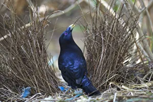 Satin bowerbird (Ptilonorhynchus violaceus), maintaining his bower, Ravenshow Satin bowerbird (Ptilonorhynchus violaceus), maintaining his bower, Ravenshow