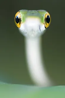 Satiny Parrot snake (Leptophis depressirostris) Santa Rita, Costa Rica Satiny Parrot snake (Leptophis depressirostris) Santa Rita, Costa Rica