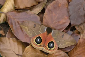 Saturniid moth (Automeris excreta) camouflaged in leaf litter, Guatemala Saturniid moth (Automeris excreta) camouflaged in leaf litter, Guatemala