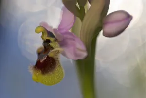 Sawfly orchid (Ophrys tenthredinifera) flower, Gargano National Park, Gargano Peninsula Sawfly orchid (Ophrys tenthredinifera) flower, Gargano National Park, Gargano Peninsula
