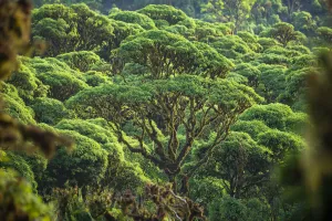 Scalesia pedunculata forest, Los Gemelos, Highlands, Santa Cruz Island, Galapagos Scalesia pedunculata forest, Los Gemelos, Highlands, Santa Cruz Island, Galapagos