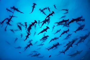 Scalloped hammerhead shark shoal (Sphyrna lewini) Wolf Island, Galapagos Scalloped hammerhead shark shoal (Sphyrna lewini) Wolf Island, Galapagos