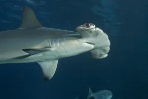 Scalloped hammerhead shark (Sphyrna lewini) Hawaii Scalloped hammerhead shark (Sphyrna lewini) Hawaii