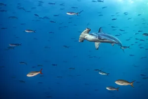 Scalloped hammerhead shark (Sphyrna lewini) swims through a school of Pacific creolefish Scalloped hammerhead shark (Sphyrna lewini) swims through a school of Pacific creolefish
