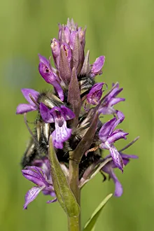 Scarab beetles sleeping overnight in Persian marsh orchid (Dactylorhiza umbrosa). Turkey Scarab beetles sleeping overnight in Persian marsh orchid (Dactylorhiza umbrosa). Turkey