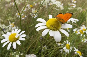 Scarce Copper (Lycaena virgaureae) male in meadow on ox-eye daisy Scarce Copper (Lycaena virgaureae) male in meadow on ox-eye daisy