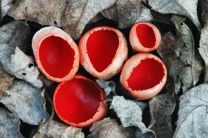 Scarlet elf cup fungus (Sarcoscypha coccinea) growing on decaying alder branch in leaf Scarlet elf cup fungus (Sarcoscypha coccinea) growing on decaying alder branch in leaf
