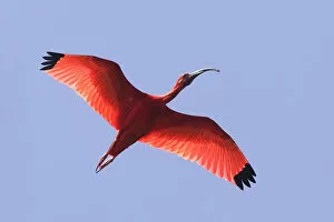 Images Dated 18th February 2006: Scarlet ibis (Eudocimus ruber), in flight, Coro, Venezuela
