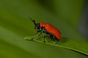 Scarlet lily beetle (Lilioceris lilii) Nottinghamshire, England, UK, May. Introduced species Scarlet lily beetle (Lilioceris lilii) Nottinghamshire, England, UK, May. Introduced species