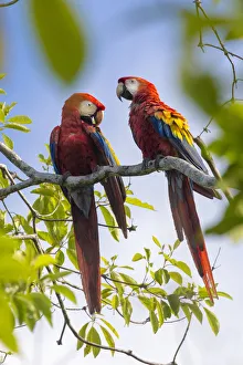 Scarlet macaw (Ara macao) pair in tree, Osa Peninsula, Costa Rica Scarlet macaw (Ara macao) pair in tree, Osa Peninsula, Costa Rica