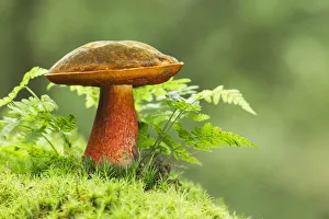 Scarletina bolete (Boletus luridiformis) toadstool, New Forest National Park, Hampshire Scarletina bolete (Boletus luridiformis) toadstool, New Forest National Park, Hampshire