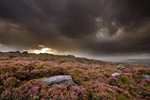 Scenic view of moorland habitat showing flowering heather (Ericaceae sp) in foreground Scenic view of moorland habitat showing flowering heather (Ericaceae sp) in foreground