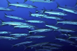 School of Blackfin barracuda (Sphyraena qenie), Kimbe Bay, West New Britain, Papua School of Blackfin barracuda (Sphyraena qenie), Kimbe Bay, West New Britain, Papua