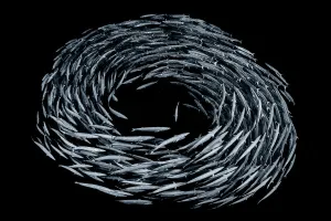School of Blackfin barracuda (Sphyraena qenie) forming circle in open water off the wall School of Blackfin barracuda (Sphyraena qenie) forming circle in open water off the wall