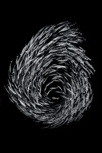 A school of Blackfin barracuda (Sphyraena qenie) forming the number 6 as they circle in A school of Blackfin barracuda (Sphyraena qenie) forming the number 6 as they circle in