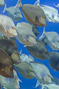 School of Bluespine unicornfish (Naso unicornis) gathered during the summer breeding season School of Bluespine unicornfish (Naso unicornis) gathered during the summer breeding season