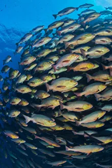 School of Bohar snapper (Lutjanus bohar) swimming in formation along a coral reef School of Bohar snapper (Lutjanus bohar) swimming in formation along a coral reef