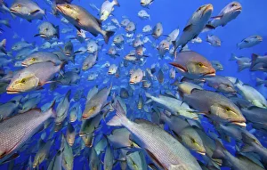 School of Bohar snappers (Lutjanus bohar) Shark Reef, Ras Mohammed Marine Park, Sinai, Egypt School of Bohar snappers (Lutjanus bohar) Shark Reef, Ras Mohammed Marine Park, Sinai, Egypt