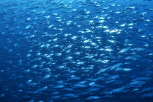 School of Bonito (Sarda orientalis) in open water. Darwin Island, Galapagos National Park School of Bonito (Sarda orientalis) in open water. Darwin Island, Galapagos National Park