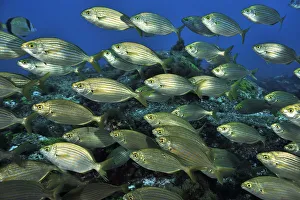 School of Cow breams (Sarpa salpa ) Azores, Atlantic ocean School of Cow breams (Sarpa salpa ) Azores, Atlantic ocean