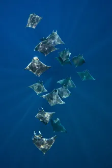 A school of lesser devil rays (Mobula hypostoma) flying through sunbeams as they feed A school of lesser devil rays (Mobula hypostoma) flying through sunbeams as they feed