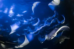 School of Munks devil ray, pygmy devil ray, (Mobula munkiana), feeding on plankton at night School of Munks devil ray, pygmy devil ray, (Mobula munkiana), feeding on plankton at night