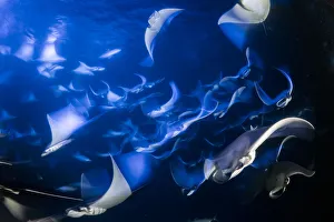 School of Munk's devil ray, pygmy devil ray, (Mobula munkiana) School of Munk's devil ray, pygmy devil ray, (Mobula munkiana)