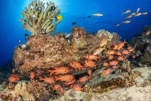 A school of Shoulderbar soldierfish (Myripristis kuntee) swimming close to the reef for prtection during the day A school of Shoulderbar soldierfish (Myripristis kuntee) swimming close to the reef for prtection during the day