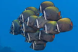 School of White collar butterflyfish (Chaetodon collare) pack together above a coral reef School of White collar butterflyfish (Chaetodon collare) pack together above a coral reef