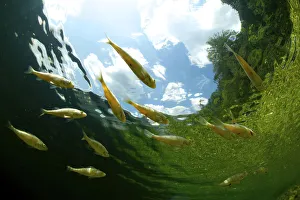 School of young European perch (Perca fluviatilis) in Altausseer lake, Austria, July School of young European perch (Perca fluviatilis) in Altausseer lake, Austria, July